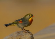 红嘴相思鸟图片大全