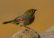 红嘴相思鸟图片大全