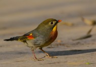 红嘴相思鸟图片大全