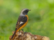 北红尾鸲图片大全