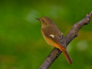 北红尾鸲图片大全