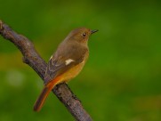 北红尾鸲图片大全