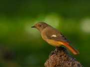 北红尾鸲图片大全