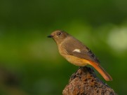 北红尾鸲图片大全