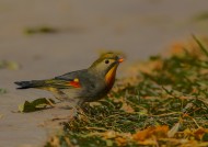 红嘴相思鸟图片 五彩相思鸟图片