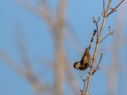 银喉长尾山雀图片大全