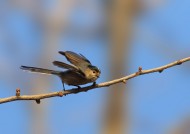 银喉长尾山雀图片大全