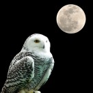 黑夜中猫头鹰图片大全