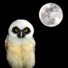 黑夜中猫头鹰图片大全