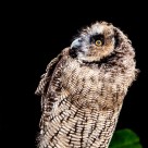 黑夜中猫头鹰图片大全