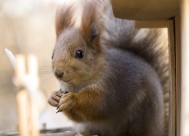 可爱的松鼠图片