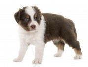 可爱的小狗图片大全