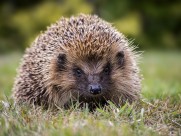 可爱的刺猬图片大全