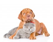 宠物猫和宠物狗图片大全