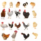 各种类型的鸡图片