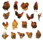 各种类型的鸡图片