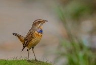 蓝点颏图片大全