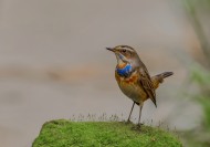 蓝点颏图片大全