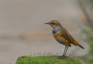 蓝点颏图片大全