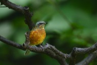 白喉矶鸫鸟类图片大全