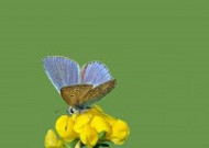 花纹特别的灰蝶图片