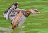 戏水的小??图片