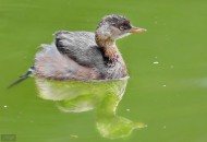 戏水的小??图片