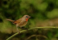 红点颏鸟类图片