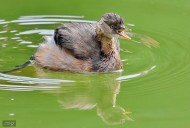 戏水的小??图片大全