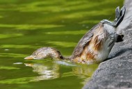 戏水的小??图片大全