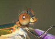 蜻蜓眼睛特写图片