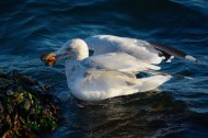 觅食的银鸥图片