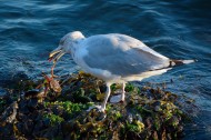 觅食的银鸥图片