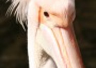 鹈鹕科的粉红背鹈鹕图片