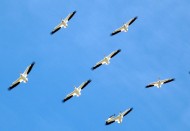 鹈鹕科——白鹈鹕图片大全