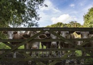 荷兰奶牛图片大全