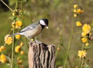 脸颊白白的大山雀图片