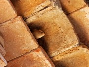 小型鸟类——树麻雀图片大全