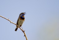 蓝点颏图片大全