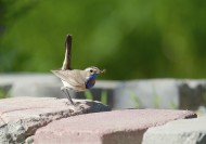 蓝点颏图片大全