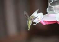 飞行嗡嗡作响的蜂鸟图片
