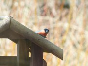 叫声动听的红腹灰雀图片大全