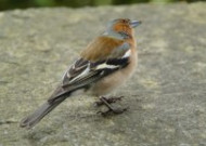 小型鸟类——燕雀图片