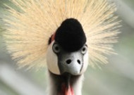 头戴皇冠的灰冠鹤图片