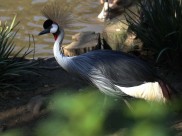 头戴皇冠的灰冠鹤图片