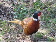 羽色华丽的雄雉鸡图片大全