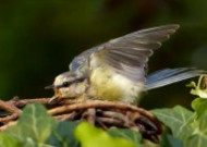 观赏鸟——蓝山雀图片