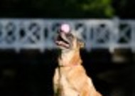 大型比利时玛利诺犬图片