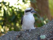 鸣声似狂笑的笑翠鸟图片大全