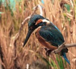 体羽艳丽的斑头大翠鸟图片